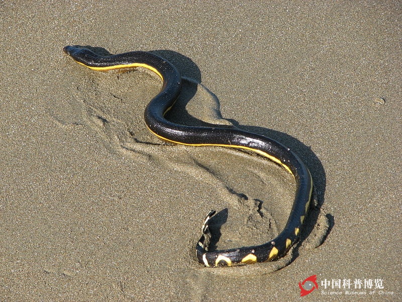 800px-Pelamis_Platurus_Costa_Rica