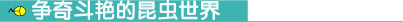 爭(zhēng)奇斗艷的昆蟲世界